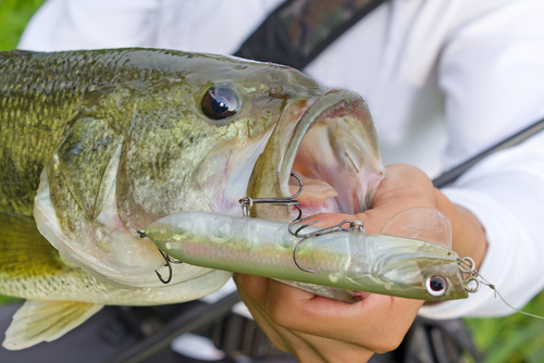 An Overview of Bass Fishing